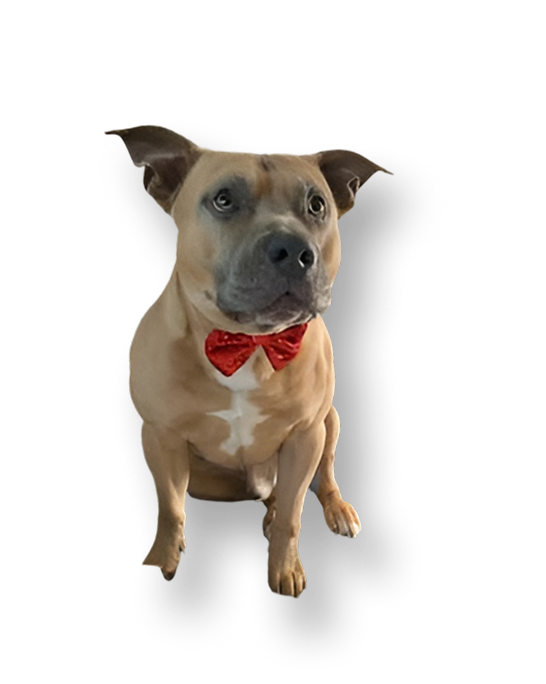 Lordko, la mascotte de Hollywood Pizzas